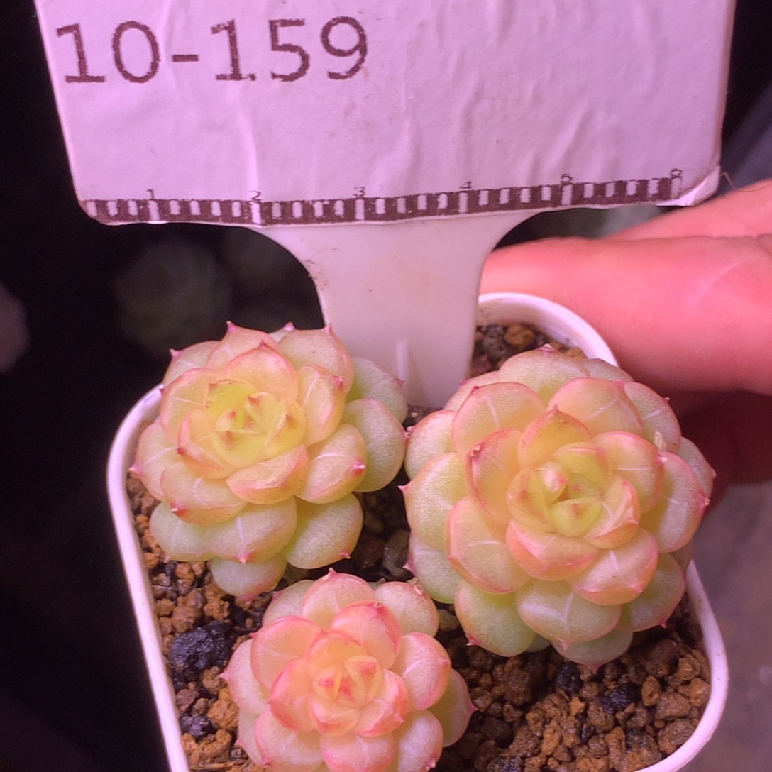 樱花珍妮精品多肉58包邮