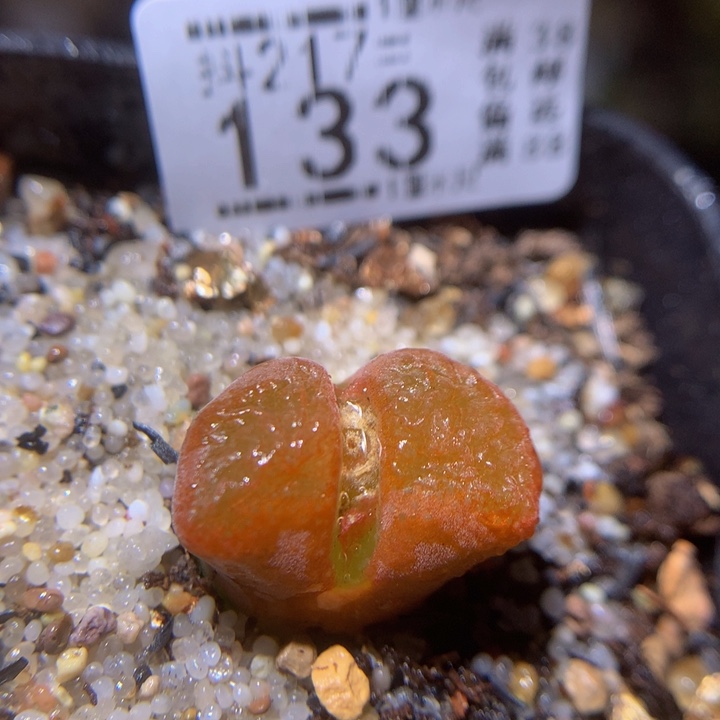 精品生石花217.133