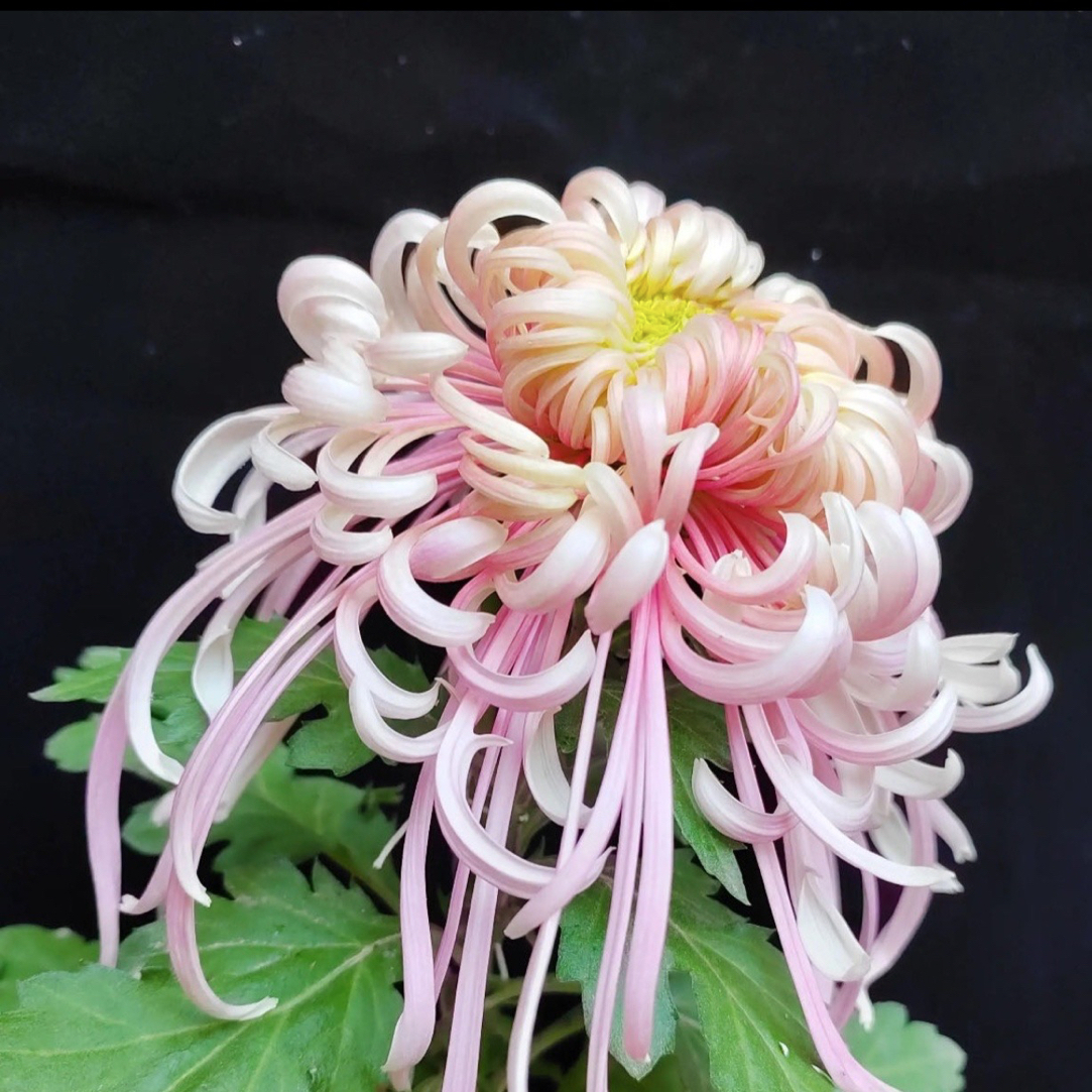 九月大花菊《盘龙嫦娥》菊花大苗 开花艳丽