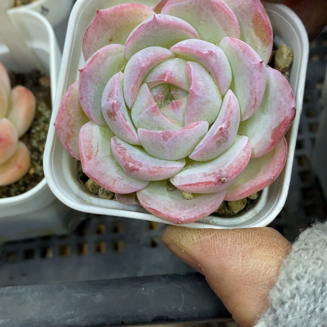 精品多肉物一拍不包整274
