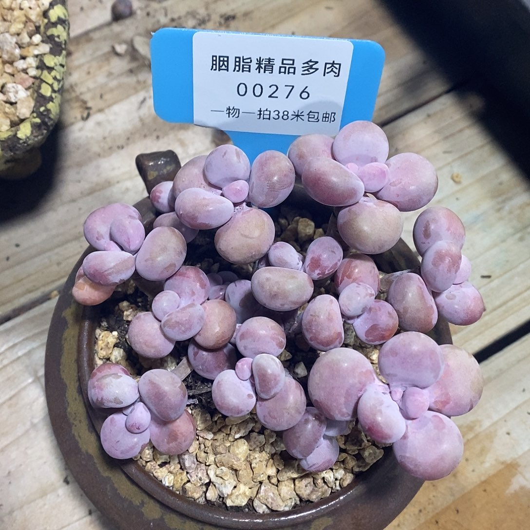 00276阿库剩下的小雨了咯偶