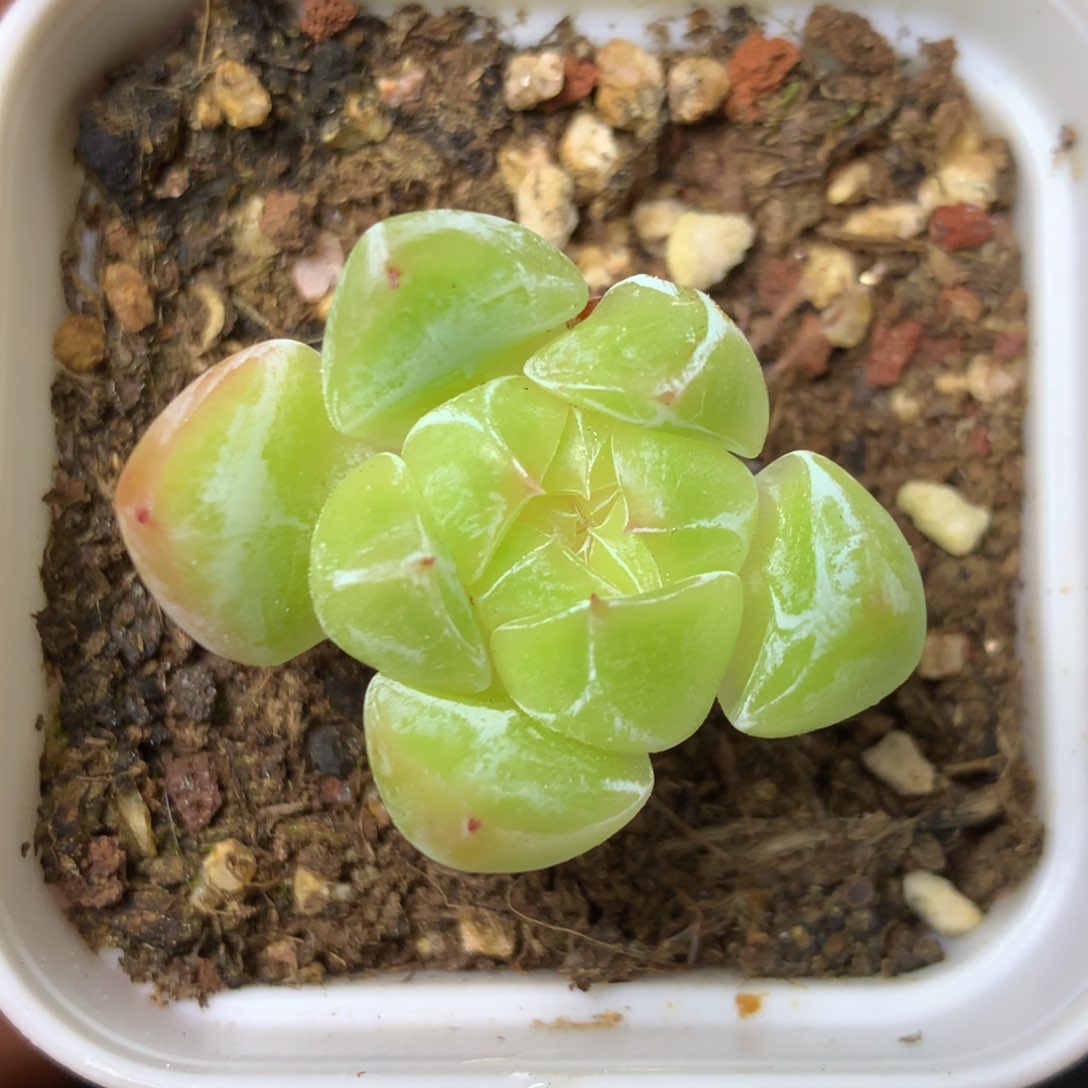 10 精品多肉一物一拍