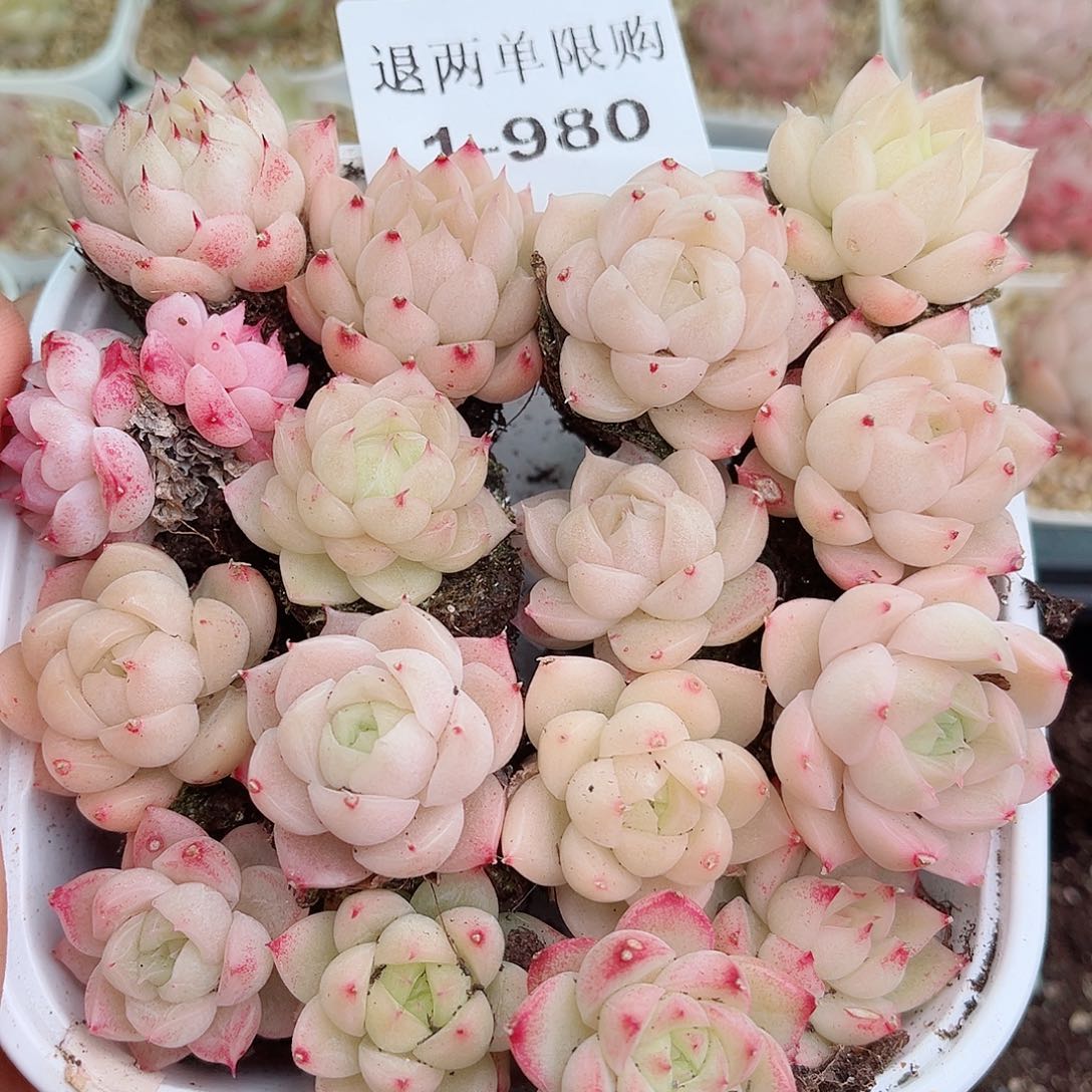 1-980 新疆西藏内蒙不发12.8包邮2-3公分