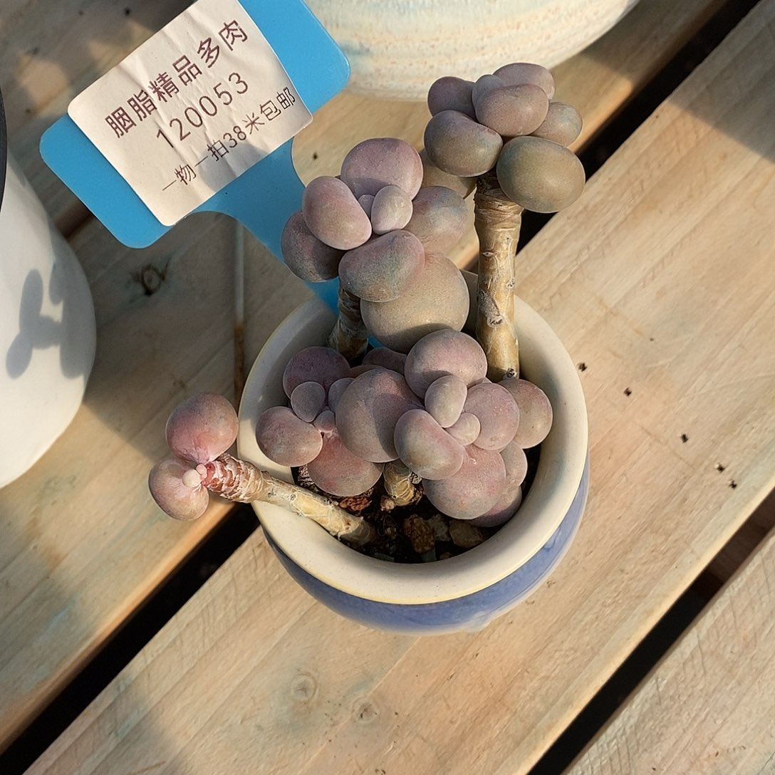 053头就咯哦魔芋小雨