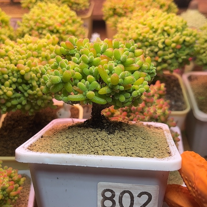 无花朵802金桔糖球