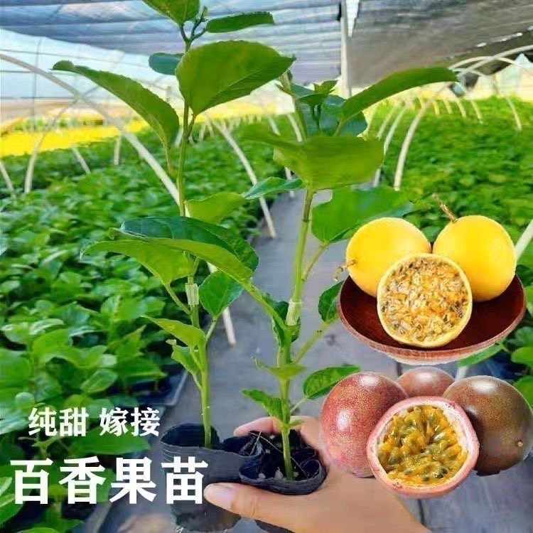 纯甜黄金钦蜜9号百香果树苗四季嫁接苗阳台庭院盆栽地