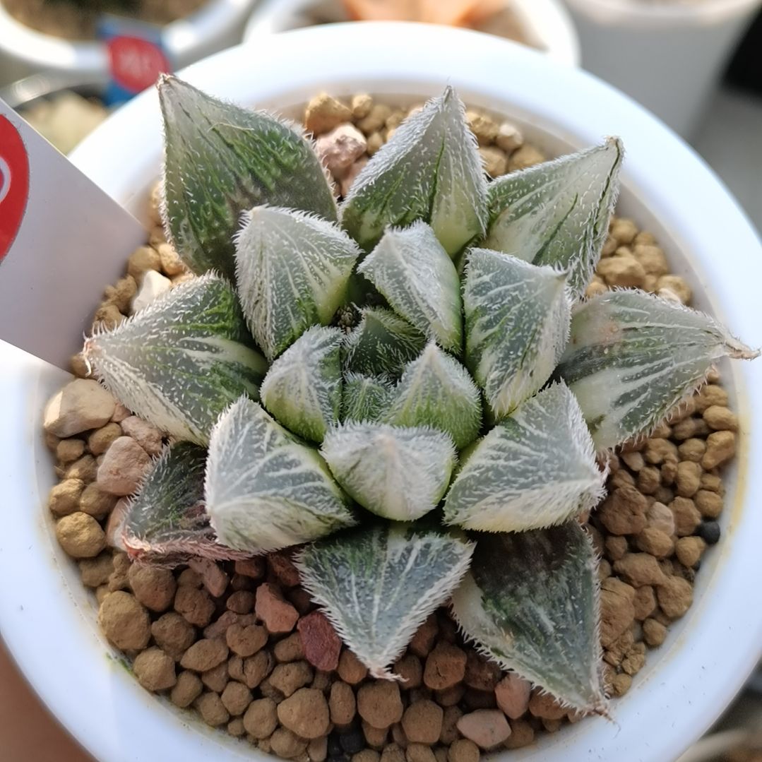 155号糊斑毛玉露锦一物一拍带盆土发货