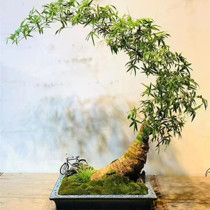 青龙竹盆景家居摆件