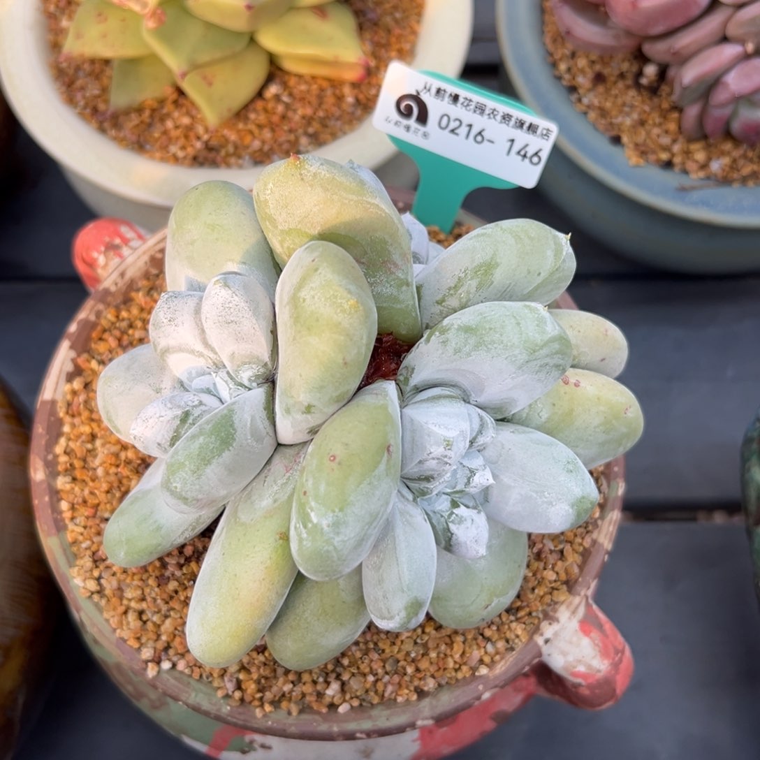 多肉一物一拍0216-146