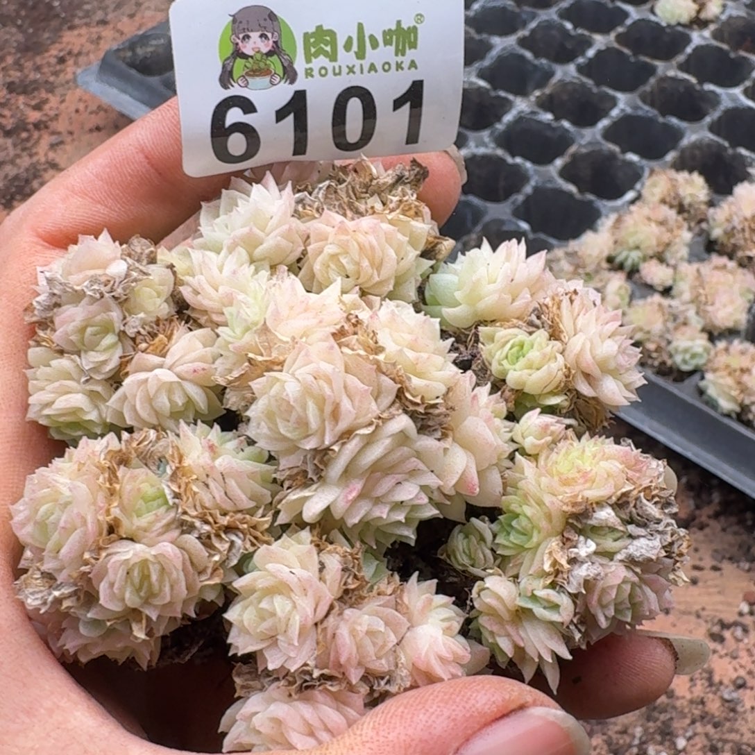 多肉植物多肉植物