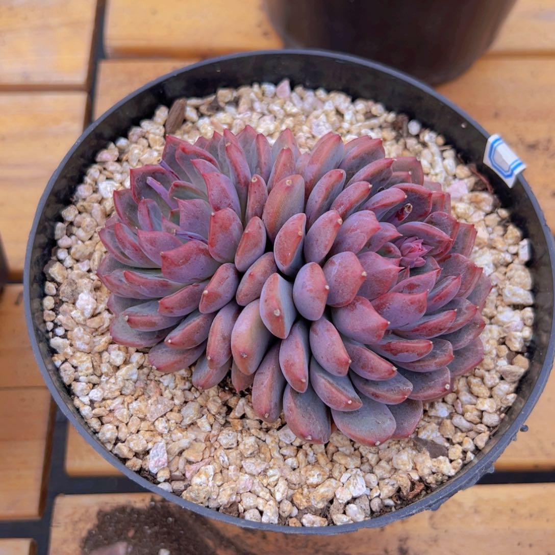 多肉植物黑曼巴20米