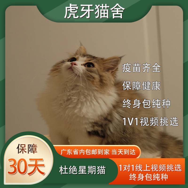 [虎牙猫舍］小陈专属猫咪活体宠物链接
