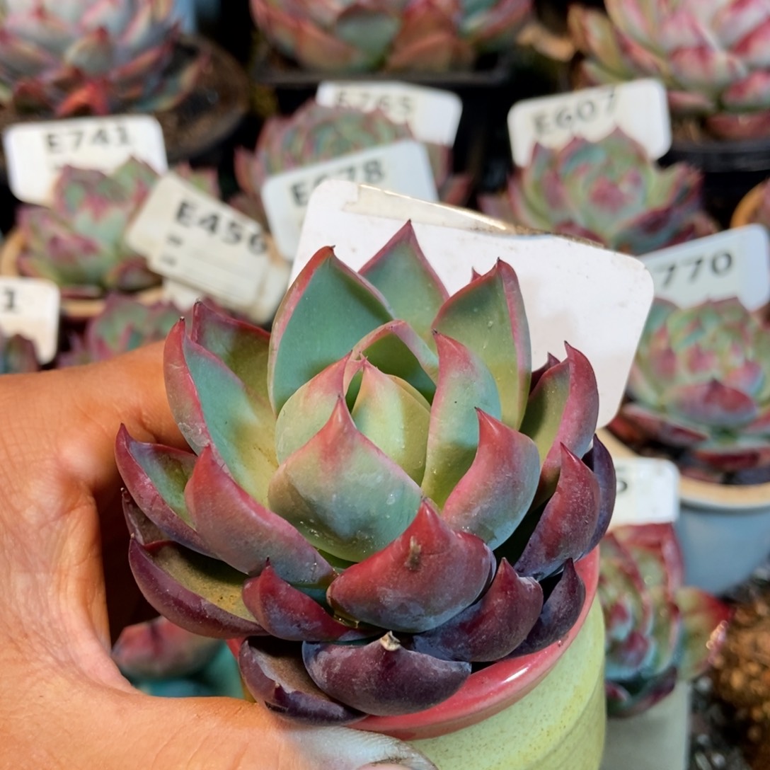 惊鸿一瞥727号年前