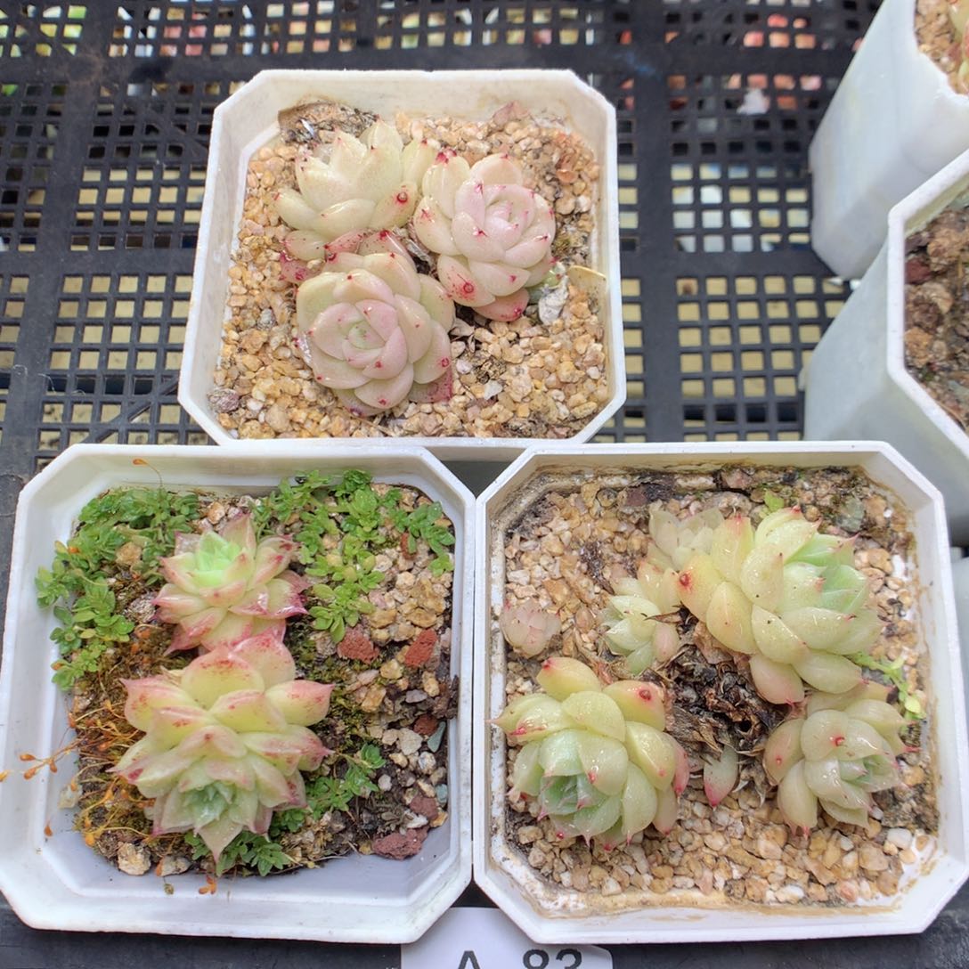 A83y y y y y y y y y y