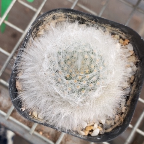 无刺丽光殿5仙人球