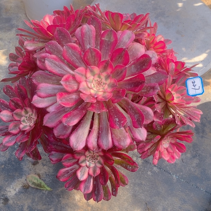 227红铜超白锦多肉