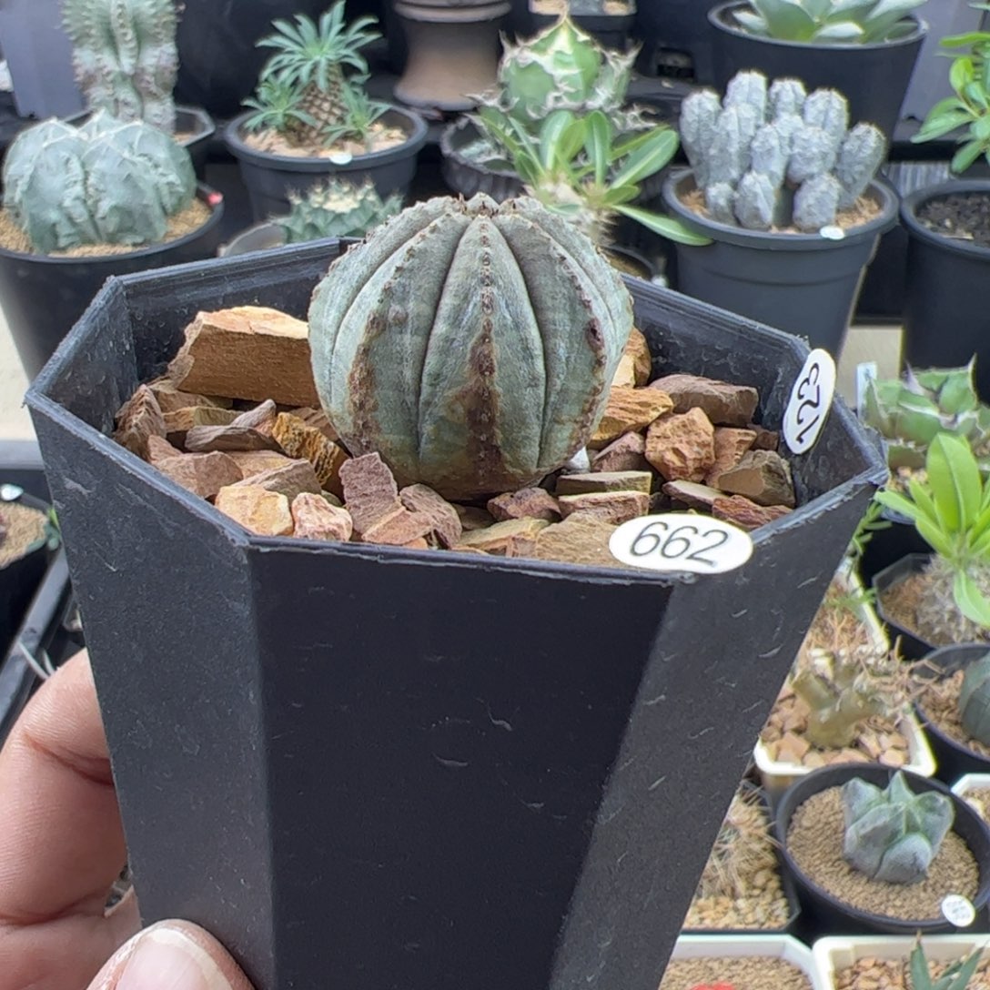锈斑布纹球2.9一物一拍
