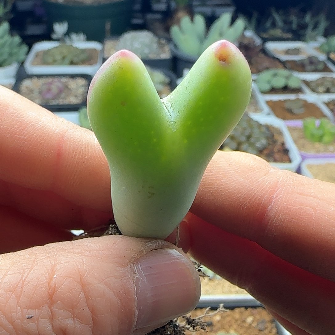 28包邮脱土发货26109