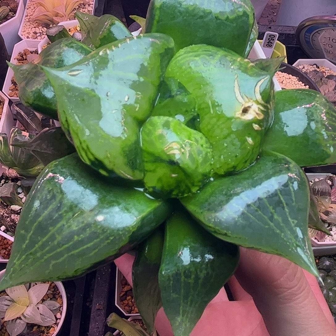 裹般若巨大化母本十二卷多肉