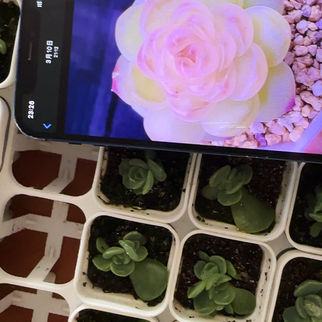 蜜桃1 中苗盆一个满25包邮