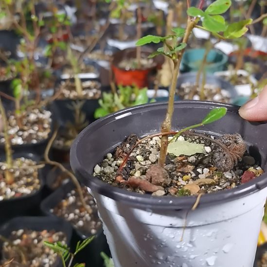 沃德瑞带盆土发货