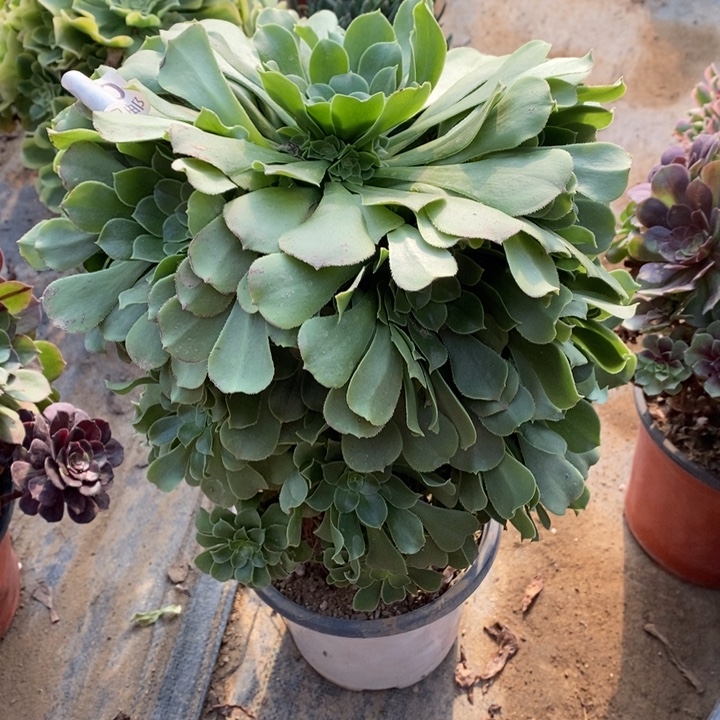 绿阳绒多肉断头不包640