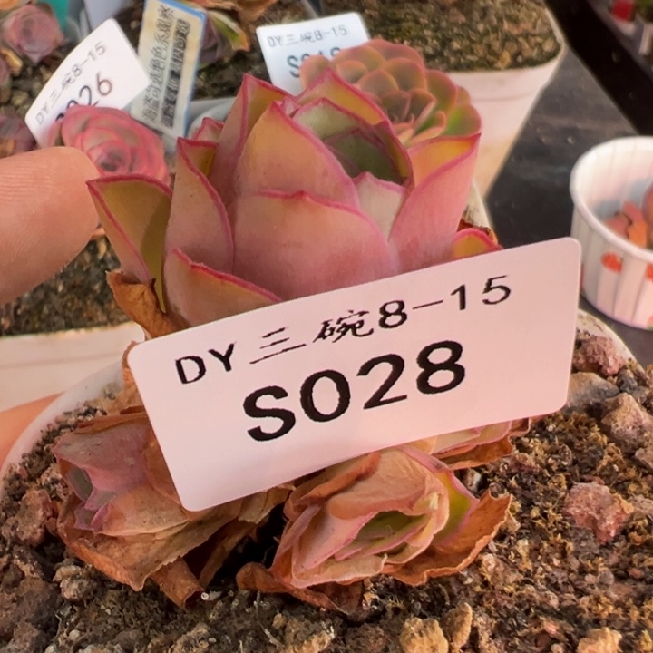 苹***姐三碗028 绝色一号福利