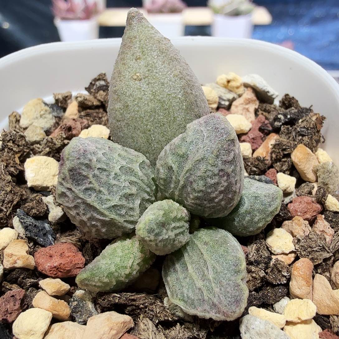融化纹冰淇凌水泡多肉植物