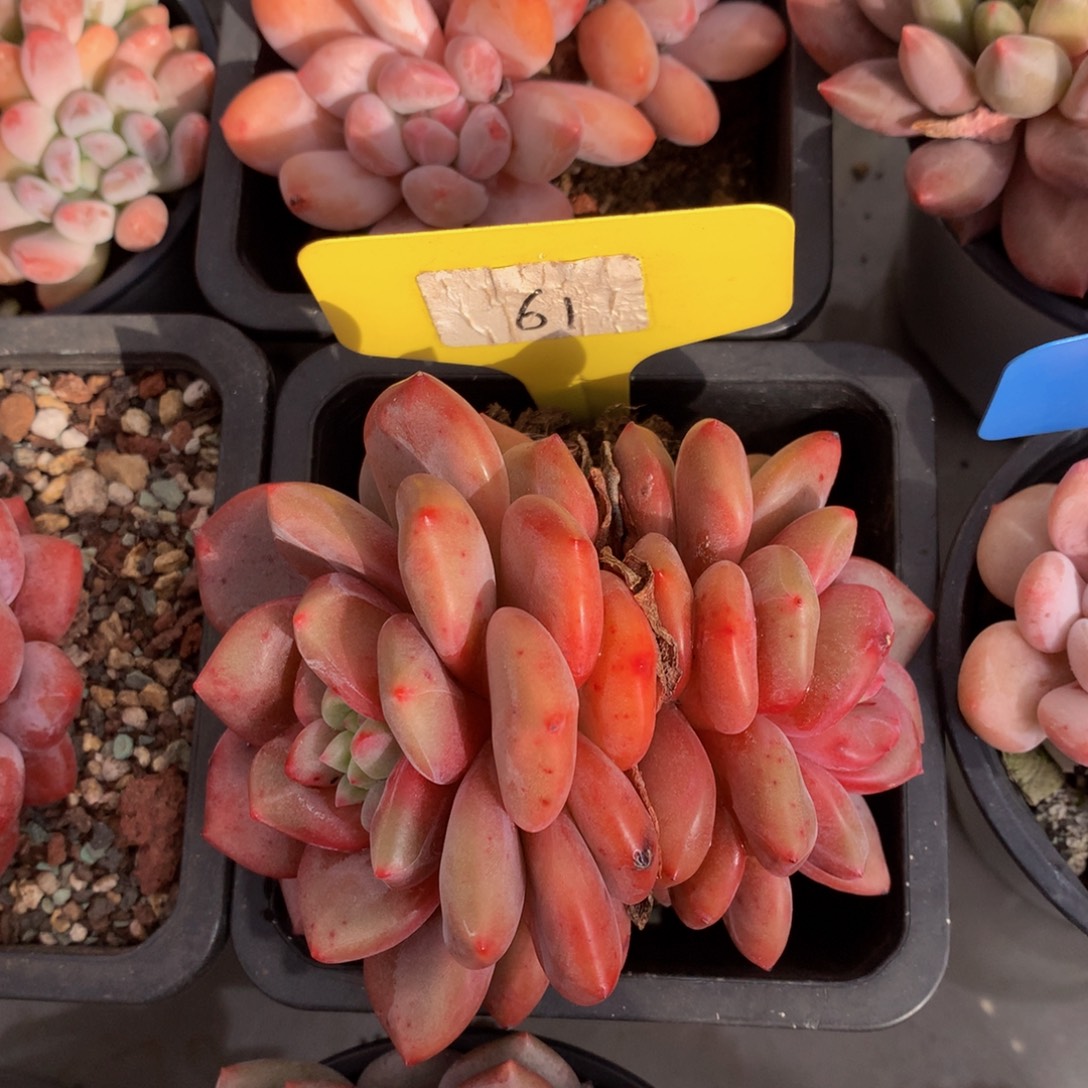 爱丽儿737378282828383