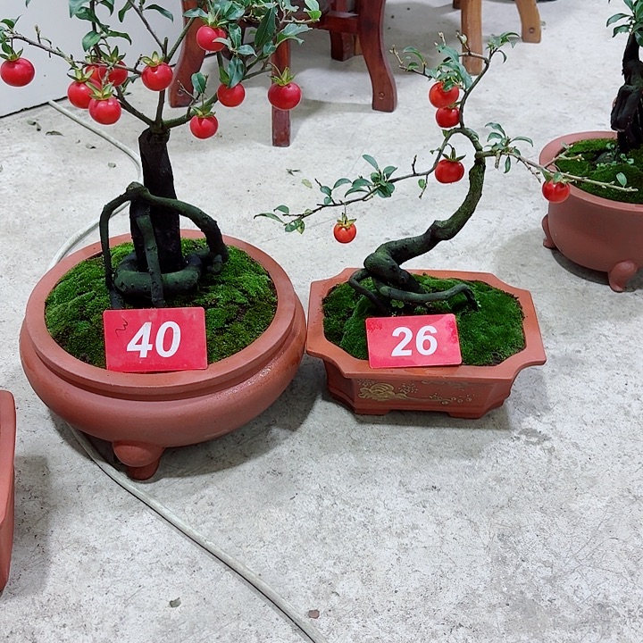 范***荣无花朵金弹子盆景树