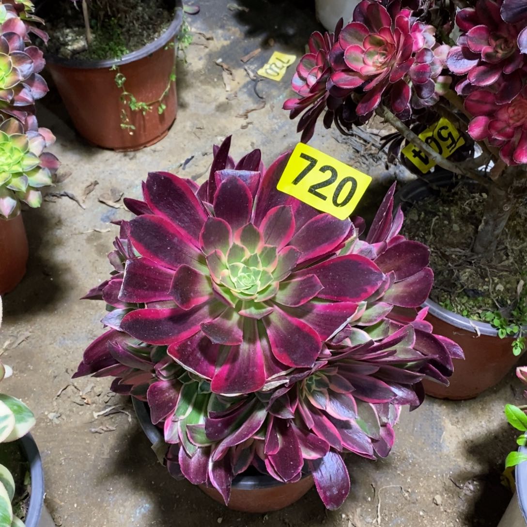 金丝雀多肉法师720嫩庄