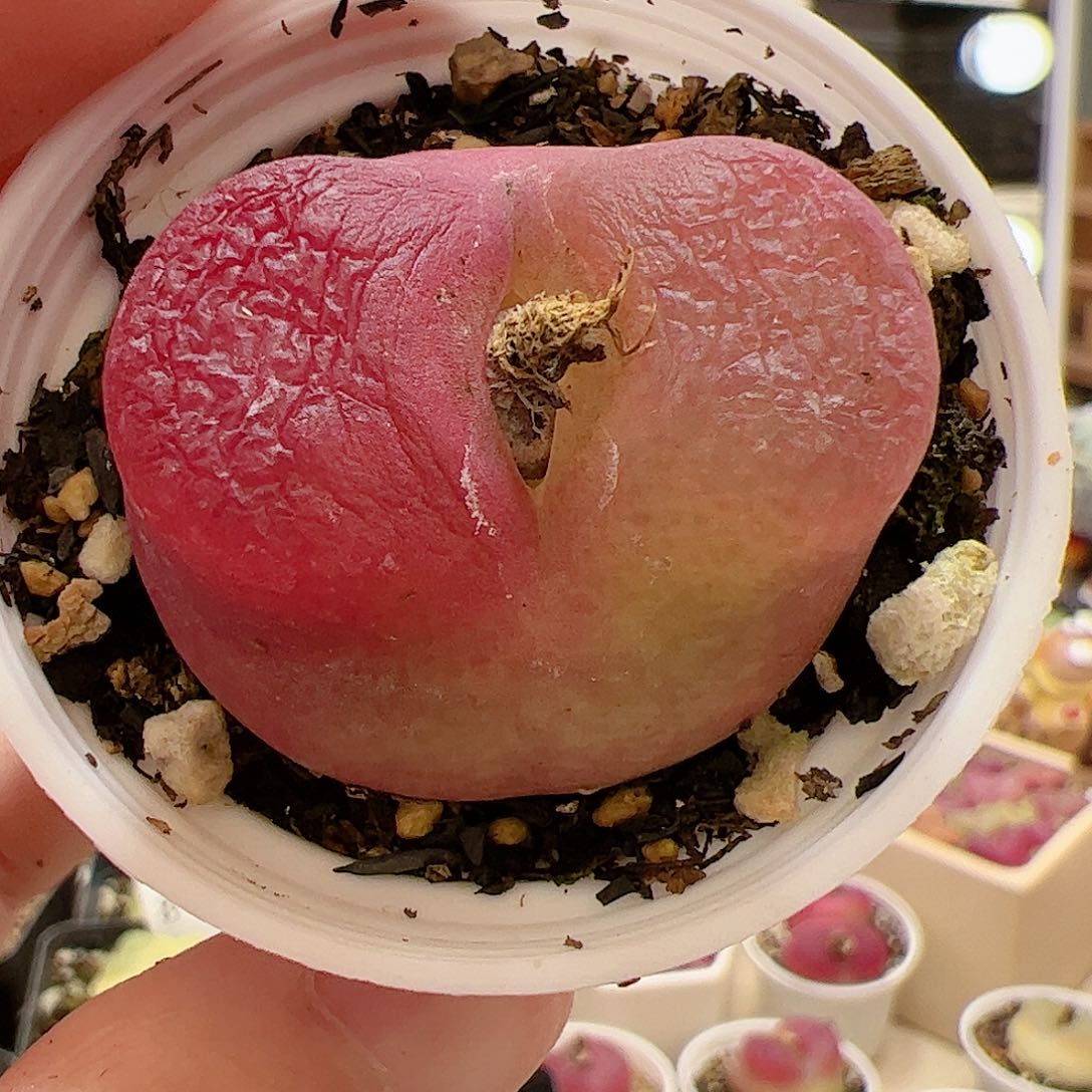 【闪购商品】35 大毛