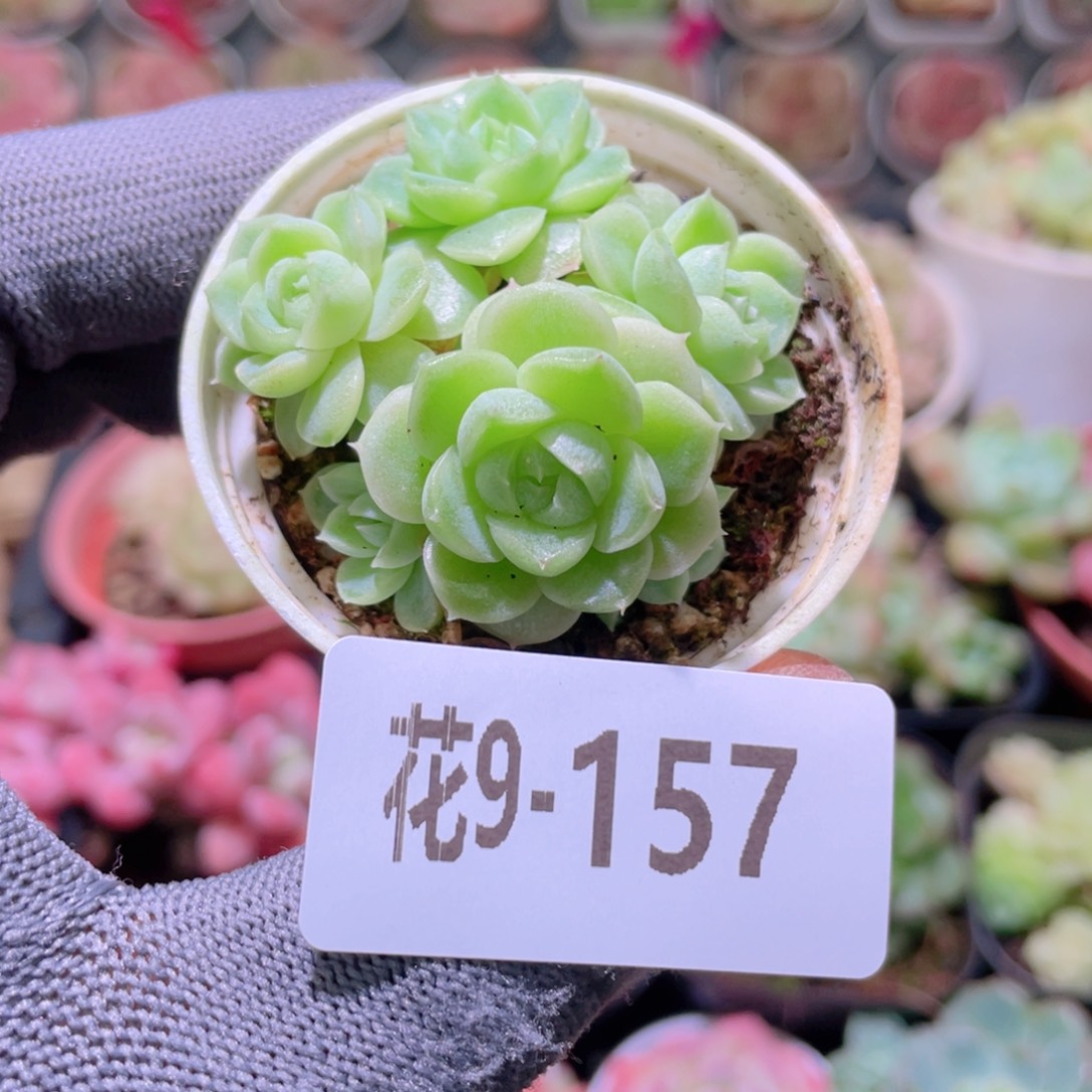 花利美 9-157新品珍妮