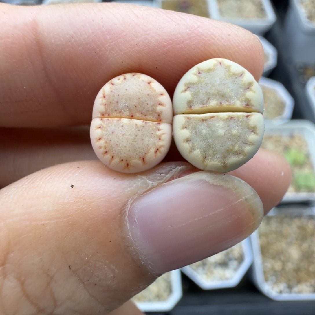 235饼干清框福利大棚直播