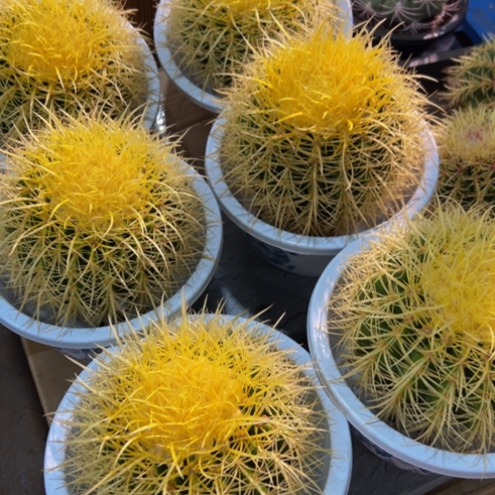 墨西哥黄金怒刺狂虎15-16公分