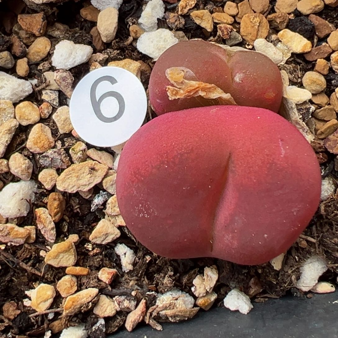 多肉植物111111111111111科