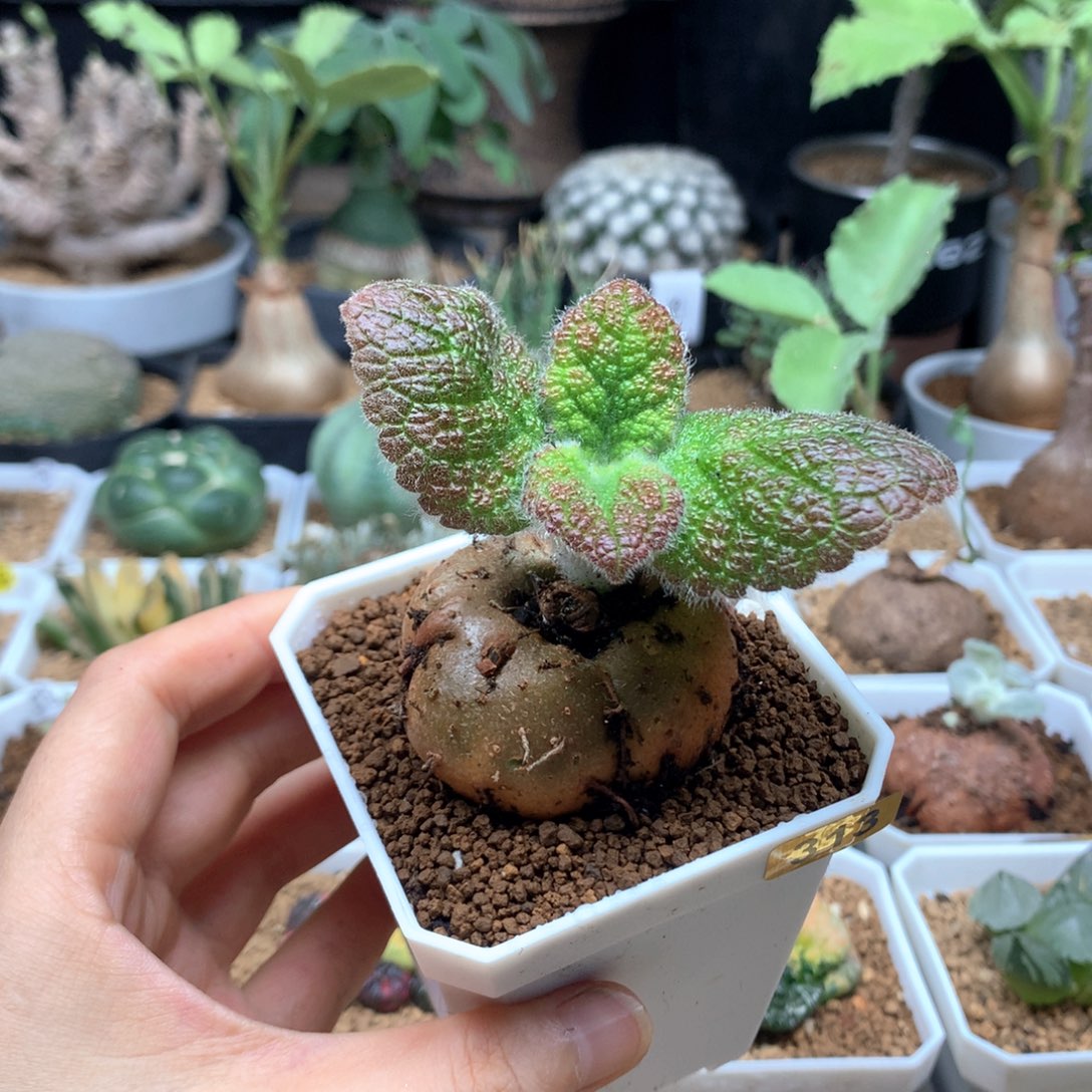 红花断崖王子杂交带盆313