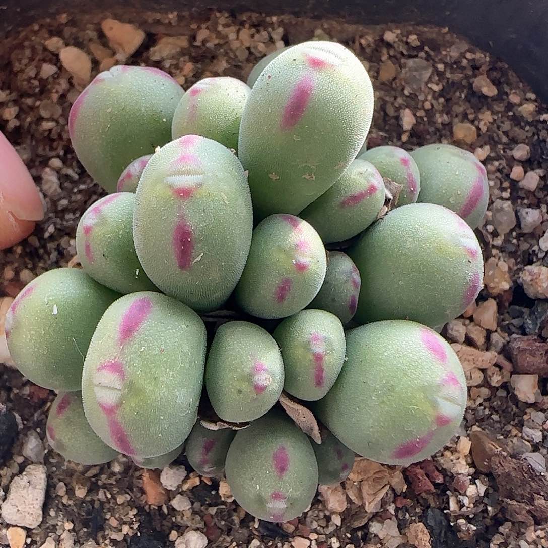 28包邮脱土发货26566