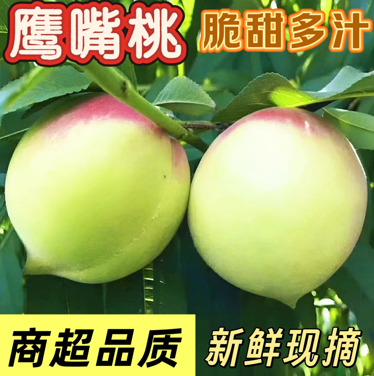 正宗鹰嘴桃脆桃新鲜甜脆鹰嘴高山头茬现摘应季水蜜桃孕妇水果桃子