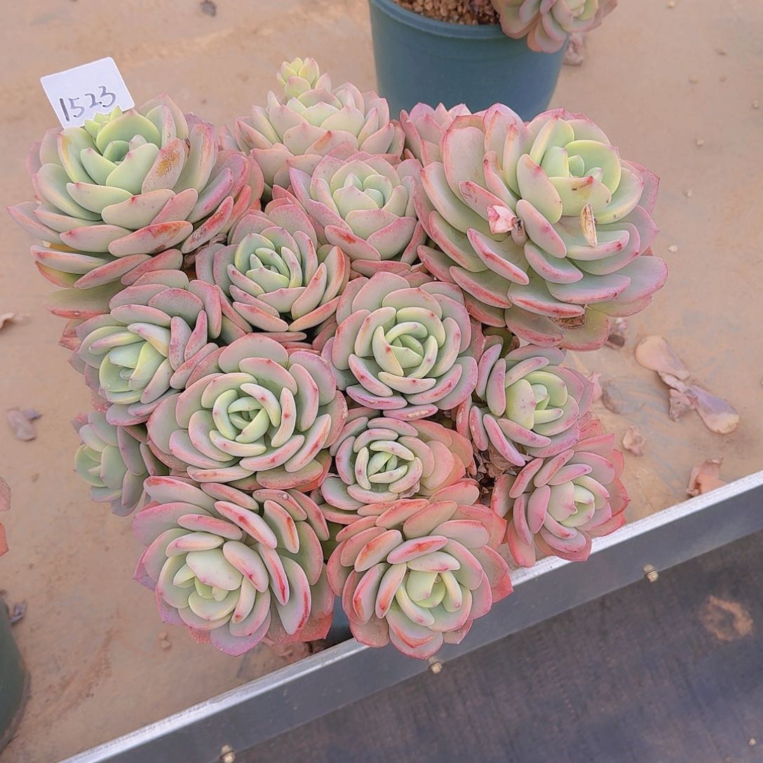 T****i1523白月光多肉植物