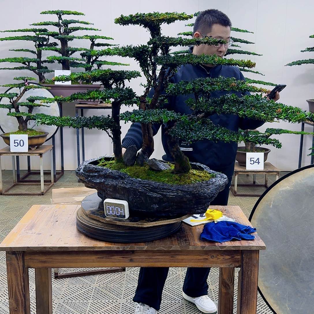 无花朵珍珠红芽罗汉松造型盆景