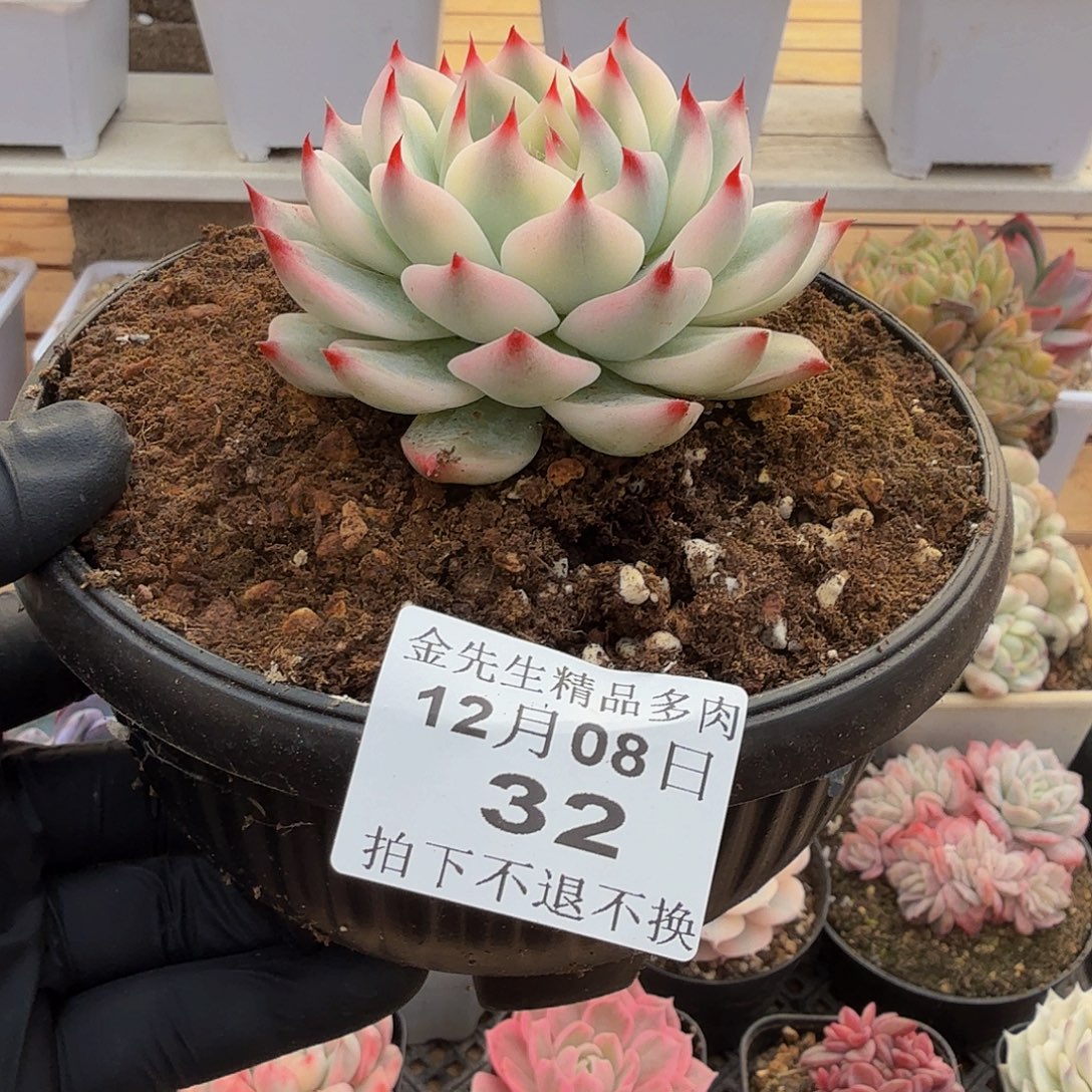 1208-32吉娃娃锦单头