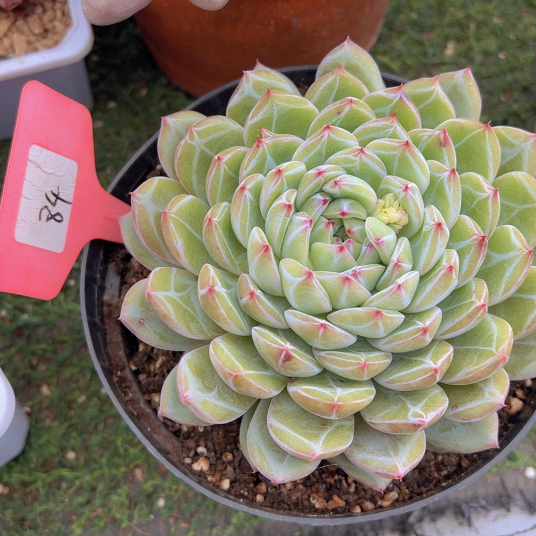 香玉的故事是一个人的