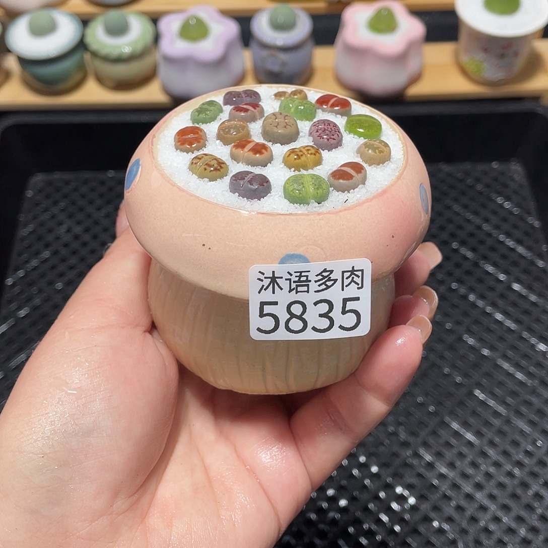 带盆土植物 一物一拍5835盆微瑕