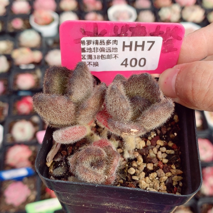 金丝泰迪熊6cm多肉植物