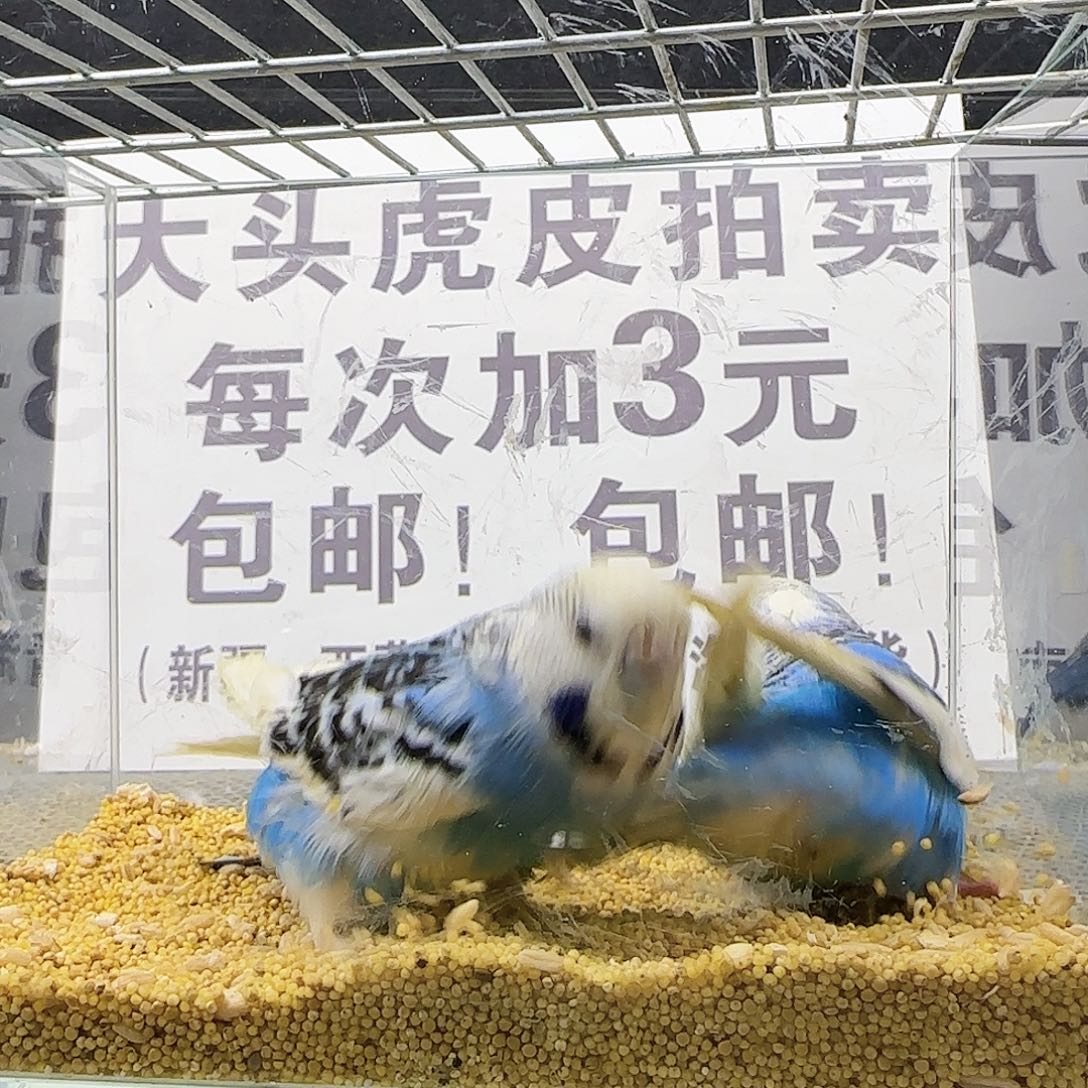 虎皮鹦鹉大头鹦鹉