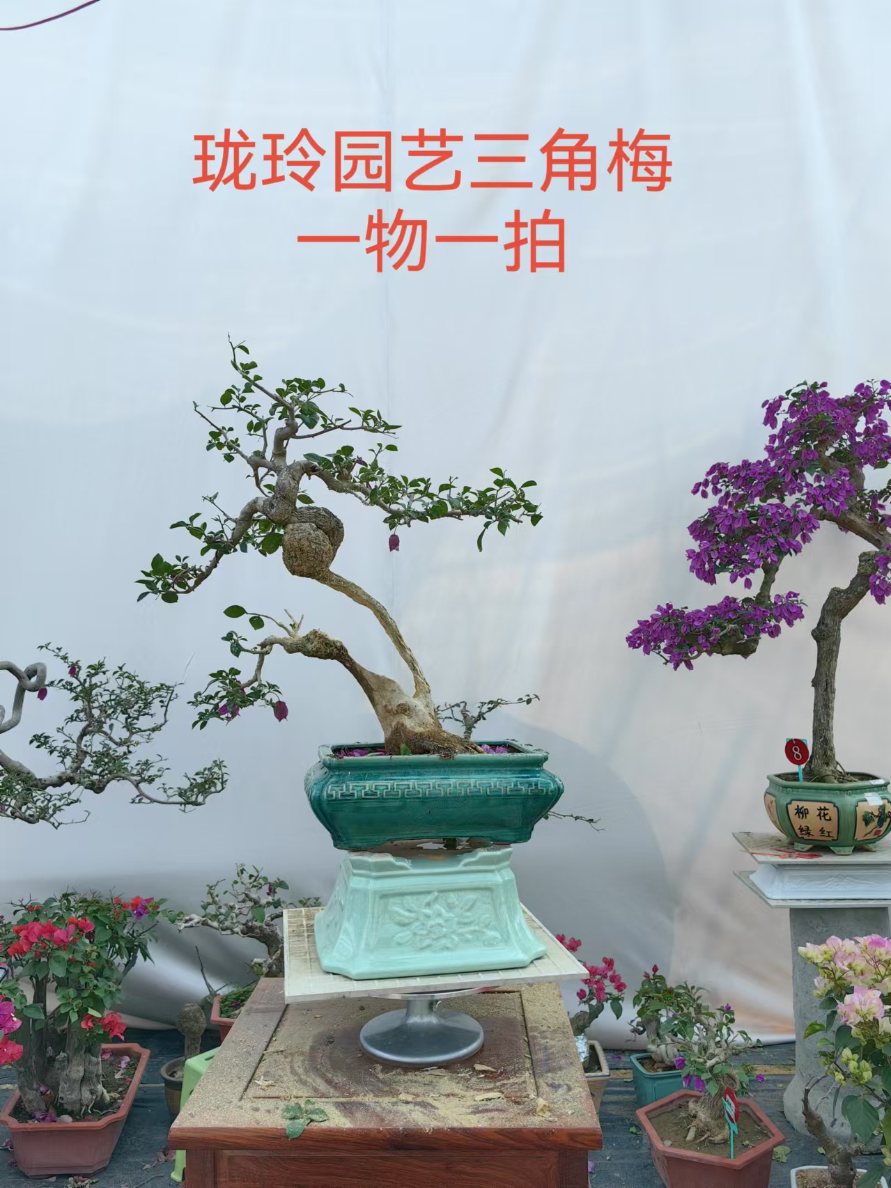 一物一拍三角梅盆景