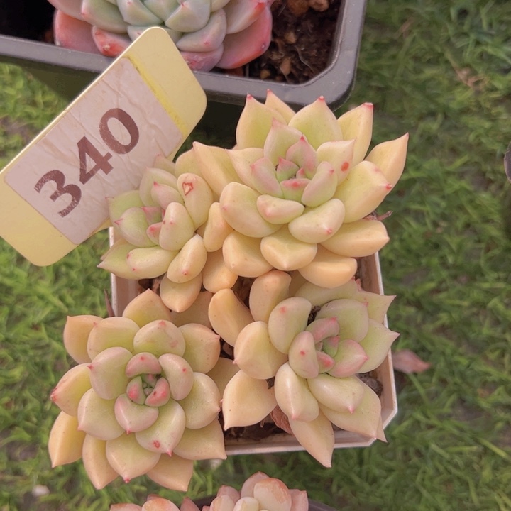 健健康康平平安安