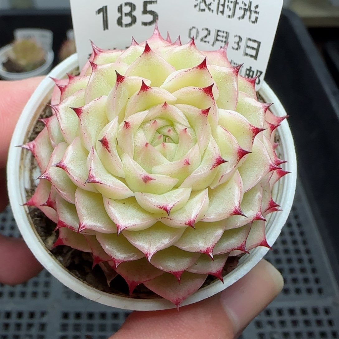 0203-185（小魔仙）
