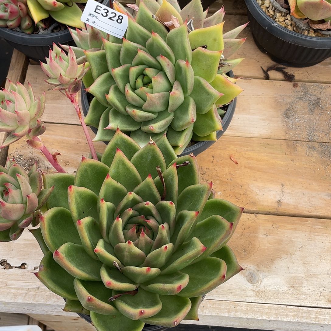 若如东云组拍E328